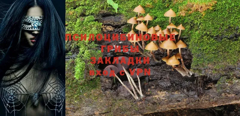 Галлюциногенные грибы Magic Shrooms  Белая Холуница 